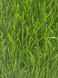 Штучна трава CCGrass Ultrasport 50 3921 фото 6