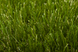 Штучна трава Turfgrass Mystique 7874 фото 6