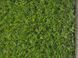 Штучна трава Turfgrass Siena 8388 фото 4