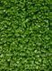 Штучна трава CCGrass YEll 15 3527 фото 6